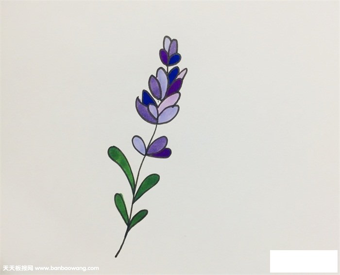 薰草怎么画