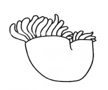 6款卡通海葵简笔画图片