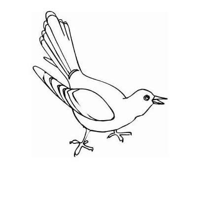 布谷鸟简笔画