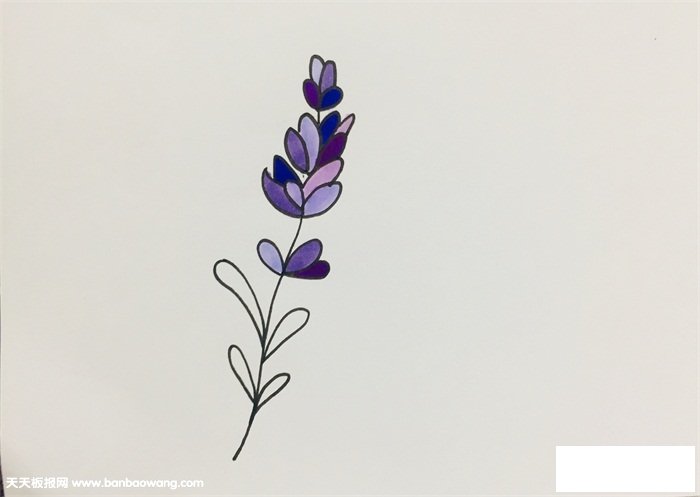 薰草怎么画