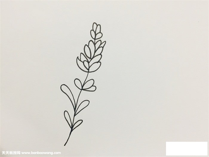 薰草怎么画