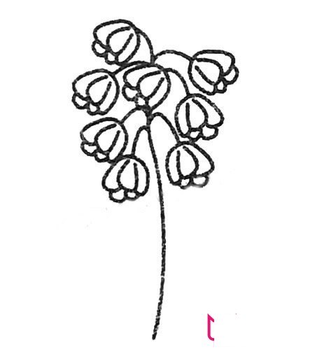 幼儿简笔画图片大全，风信子简笔画