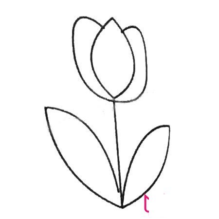 幼儿简笔画图片大全，郁金香简笔画