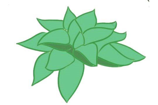 多肉植物简笔画图片