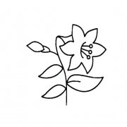 百合花简单画法