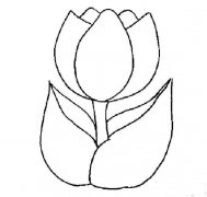 美丽的郁金香简笔画画法_怎么画美丽的郁金香