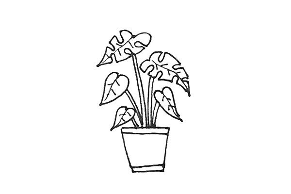 龟背竹盆栽简笔画