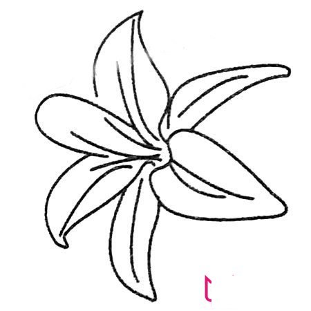 漂亮的简笔画花图片，百合花简笔画