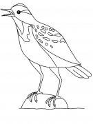 云雀小鸟动物简笔画步骤图片大全