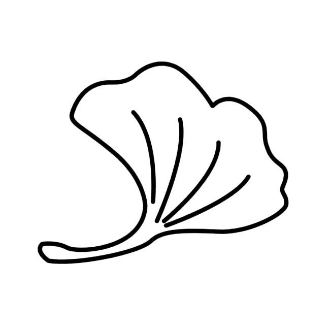 银杏树叶植物简笔画步骤图片大全