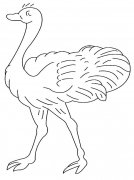 鸵鸟动物简笔画步骤图片大全四