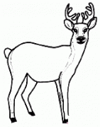 关于鹿的简笔画图片