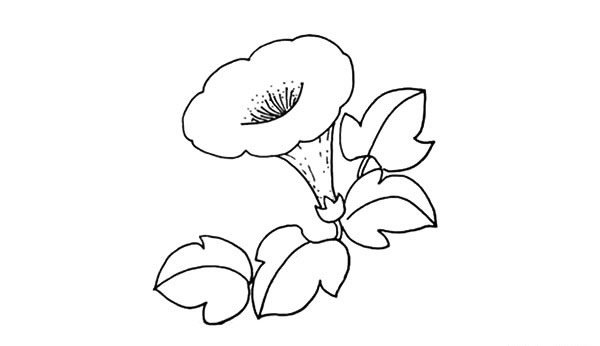 喇叭花简笔画