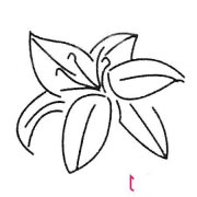 漂亮的简笔画花图片，百合花简笔画