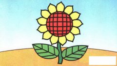 向日葵简笔画彩色步骤图解教程