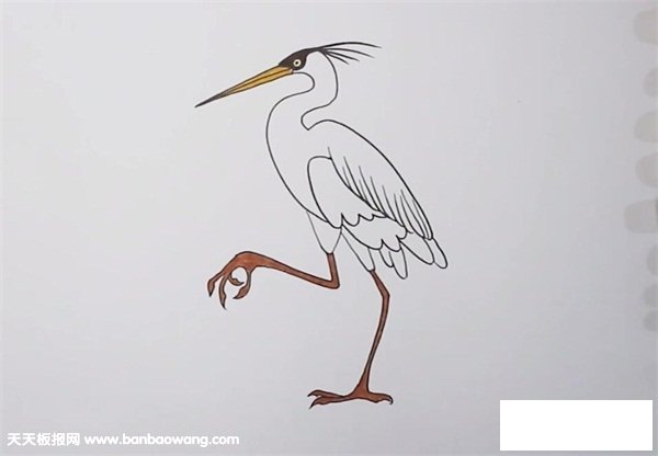 苍鹭简笔画