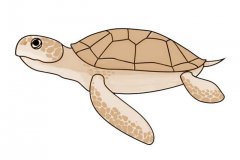 简单七步画出海龟简笔画