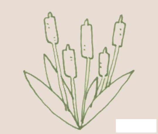 香蒲简笔画