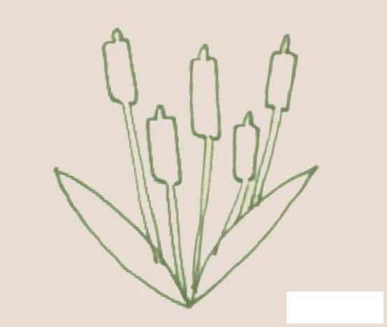 香蒲简笔画