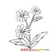 花卉简笔画：三朵菊花