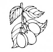 2款水果简笔画西梅的画法