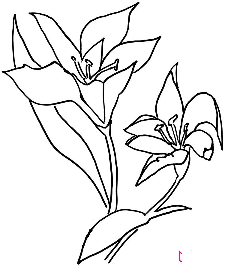 百合花的简笔画图片
