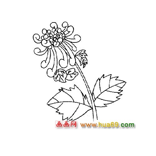 花卉简笔画：一朵美丽的菊花