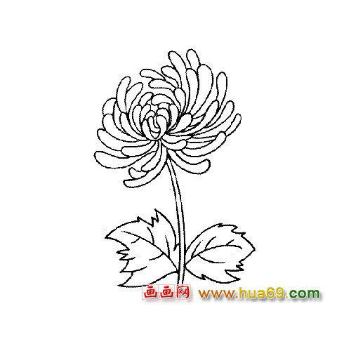 花卉简笔画：一朵盛开的菊花