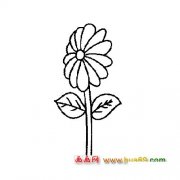 一朵盛开的菊花│花卉简笔画