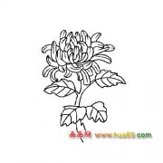 一朵美丽菊花│花卉简笔画