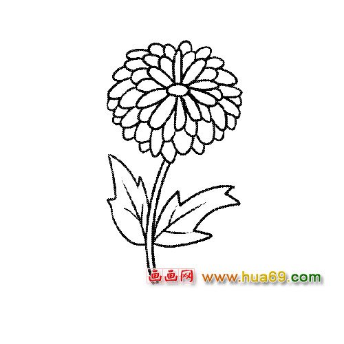 一朵菊花简笔画