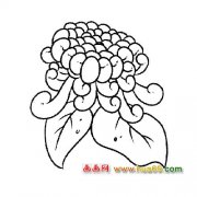 盛开的菊花简笔画