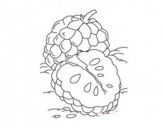 佛陀果释迦果简笔画图片