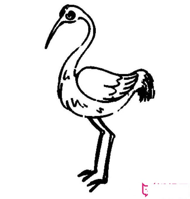 丹顶鹤简笔画图片，丹顶鹤简笔画怎么画