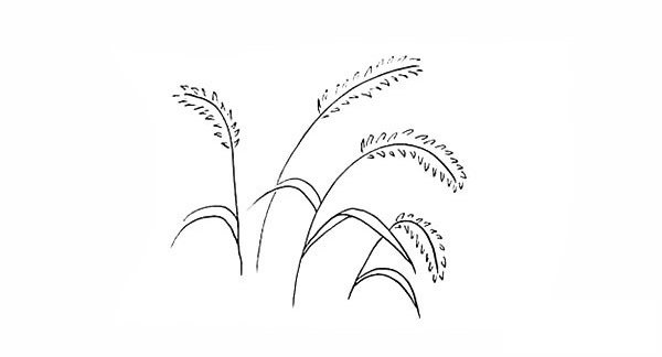 狗尾草简笔画画法步骤图