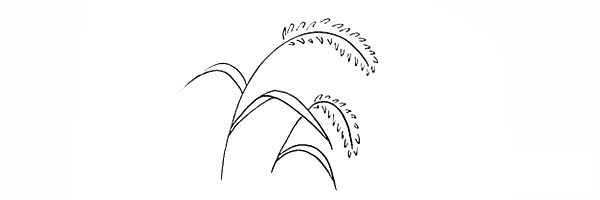 狗尾草简笔画画法步骤图