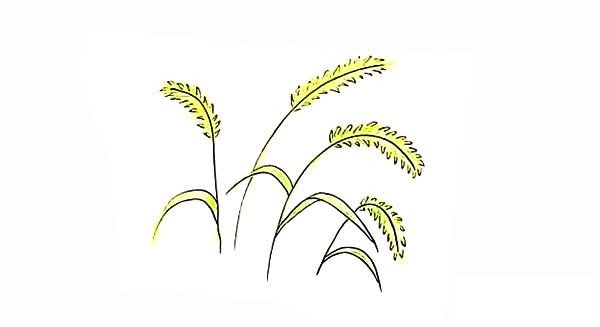 狗尾草简笔画画法步骤图