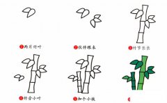 竹子植物简笔画步骤图片大全