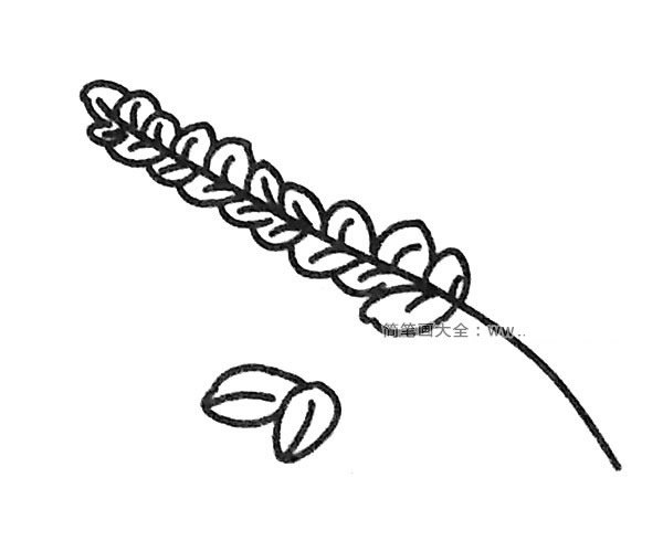 6款漂亮的麦穗简笔画图片