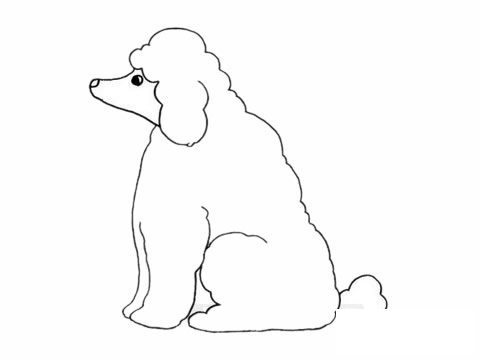 贵宾犬简笔画图片大全作品五