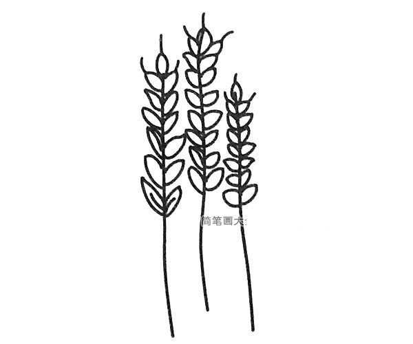 6款漂亮的麦穗简笔画图片