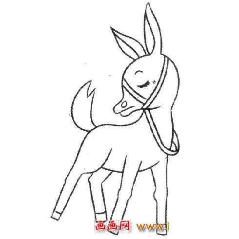 回头的小牛崽(简笔画)