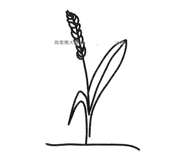6款漂亮的麦穗简笔画图片