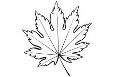 枫叶树叶简笔画图片素材大全