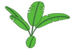 芭蕉树简笔画的画法步骤教程及图片大全