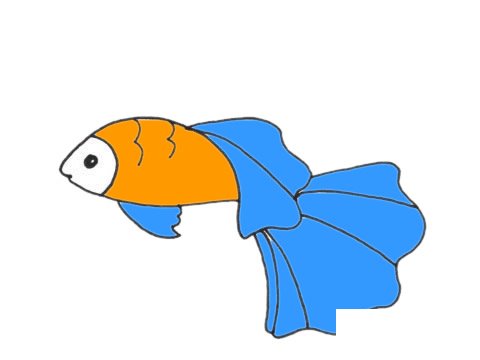 孔雀鱼简笔画图片大全作品五