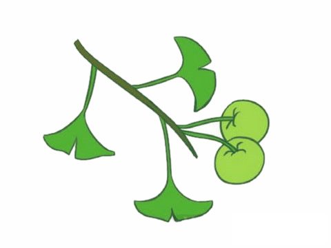 银杏树简笔画图片