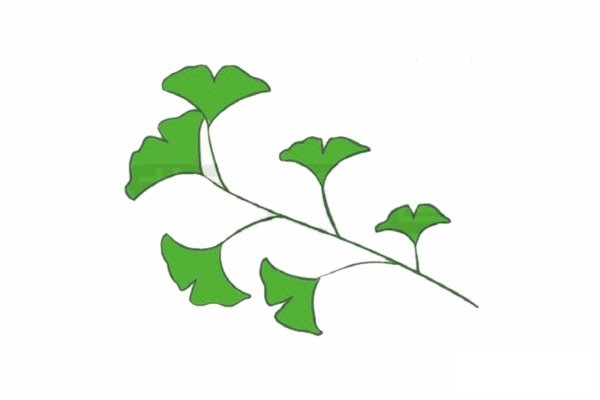 银杏树简笔画图片