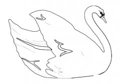 白天鹅动物简笔画步骤图片大全