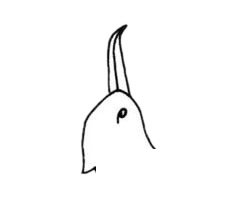 军舰鸟简笔画图片